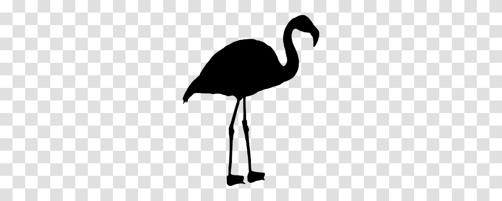 Flamingo Animals, Gray, World Of Warcraft Transparent Png