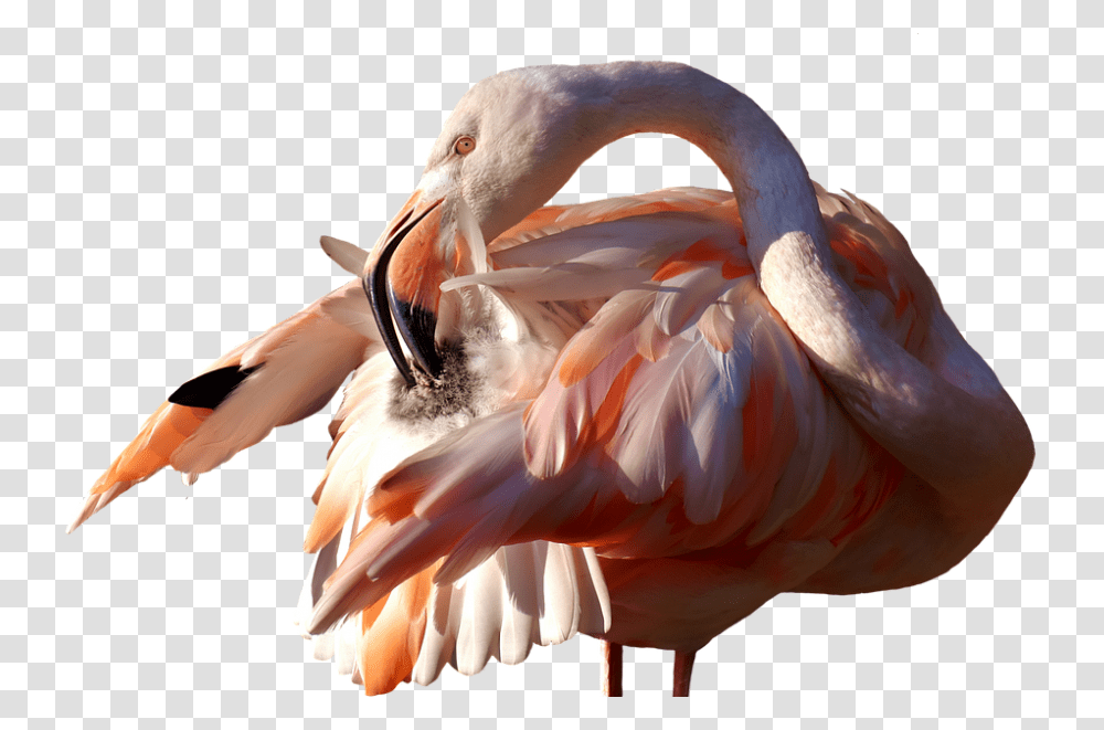 Flamingo 960, Animals, Bird Transparent Png