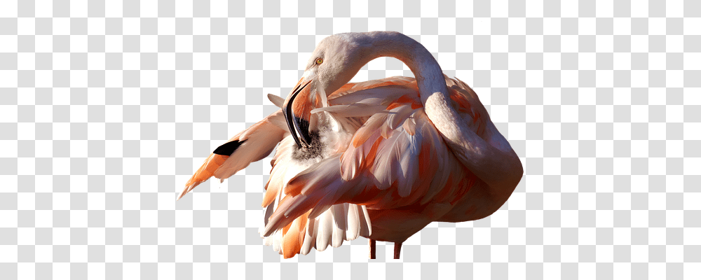 Flamingo Animals, Bird Transparent Png