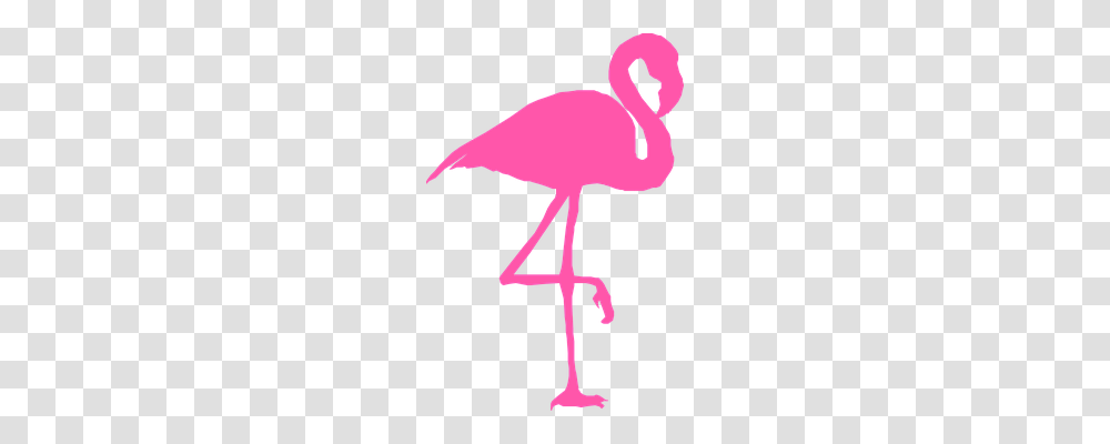 Flamingo Animals, Cross, Bird Transparent Png