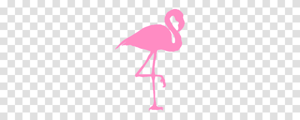 Flamingo Nature, Cross, Bird Transparent Png