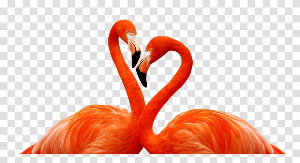 Flamingo 960, Animals, Bird Transparent Png