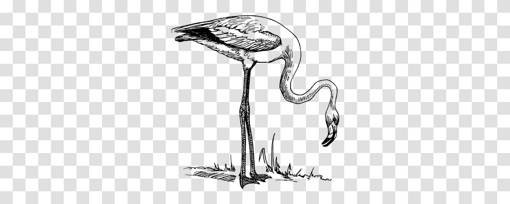 Flamingo Animals, Gray, World Of Warcraft Transparent Png