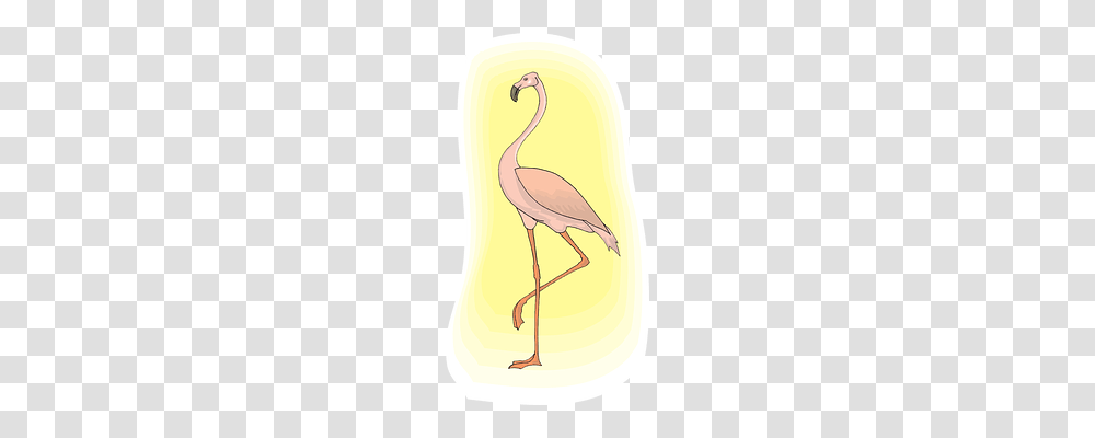 Flamingo Animals, Bird, Crane Bird, Beak Transparent Png