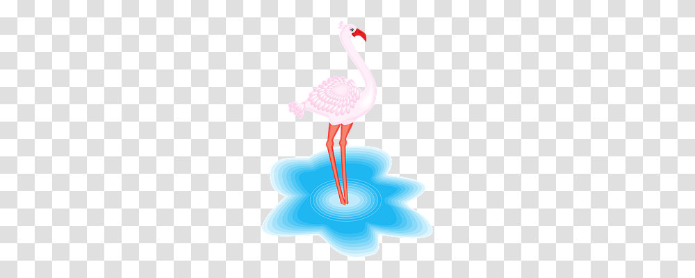 Flamingo Animals, Bird Transparent Png