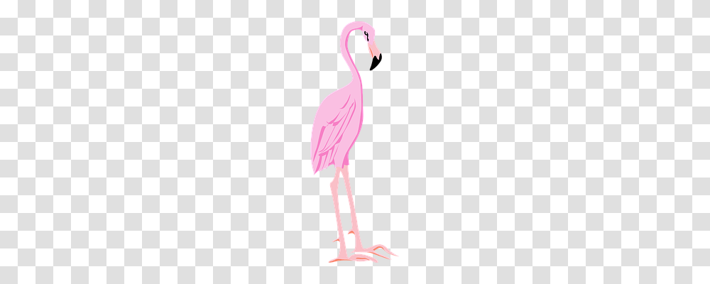 Flamingo Animals, Apparel, Bird Transparent Png