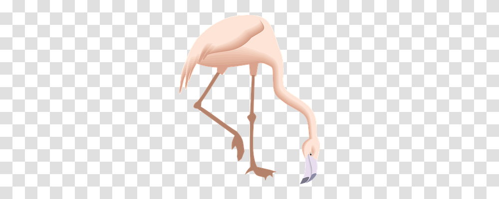 Flamingo Animals, Axe, Tool, Bird Transparent Png