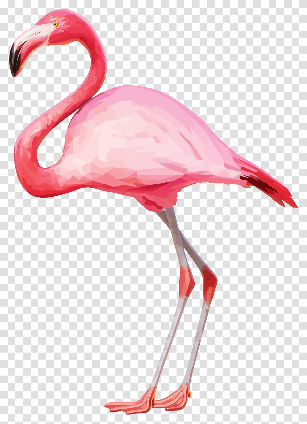 Flamingo, Animal, Bird, Beak Transparent Png