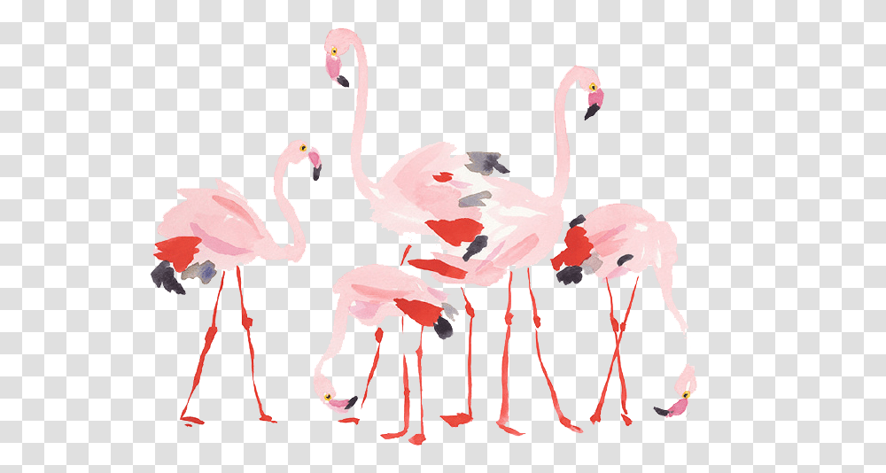 Flamingo, Animal, Bird Transparent Png