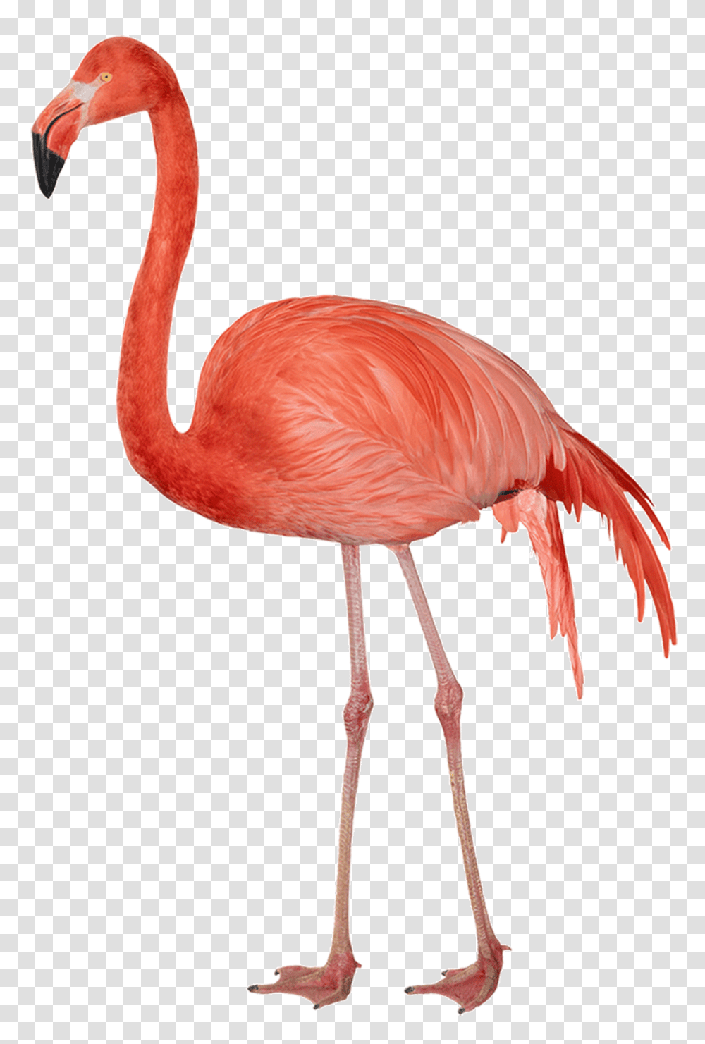 Flamingo, Animals, Bird, Beak Transparent Png