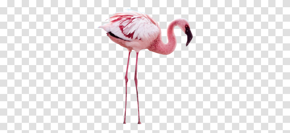 Flamingo, Animals, Bird, Beak Transparent Png