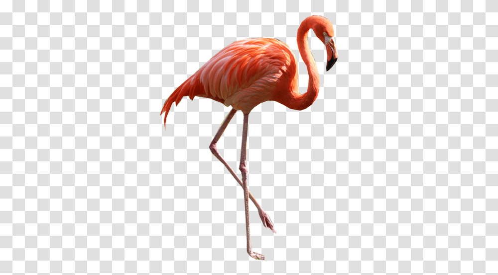 Flamingo, Animals, Bird, Beak Transparent Png