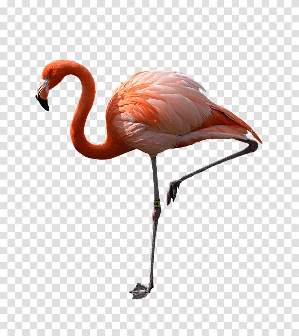 Flamingo, Animals, Bird, Beak Transparent Png