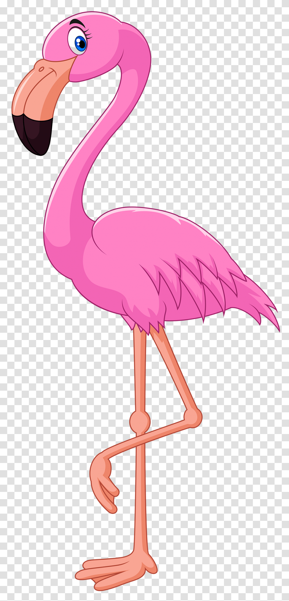 Flamingo, Animals, Bird, Beak Transparent Png