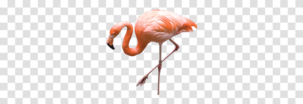 Flamingo, Animals, Bird, Beak Transparent Png