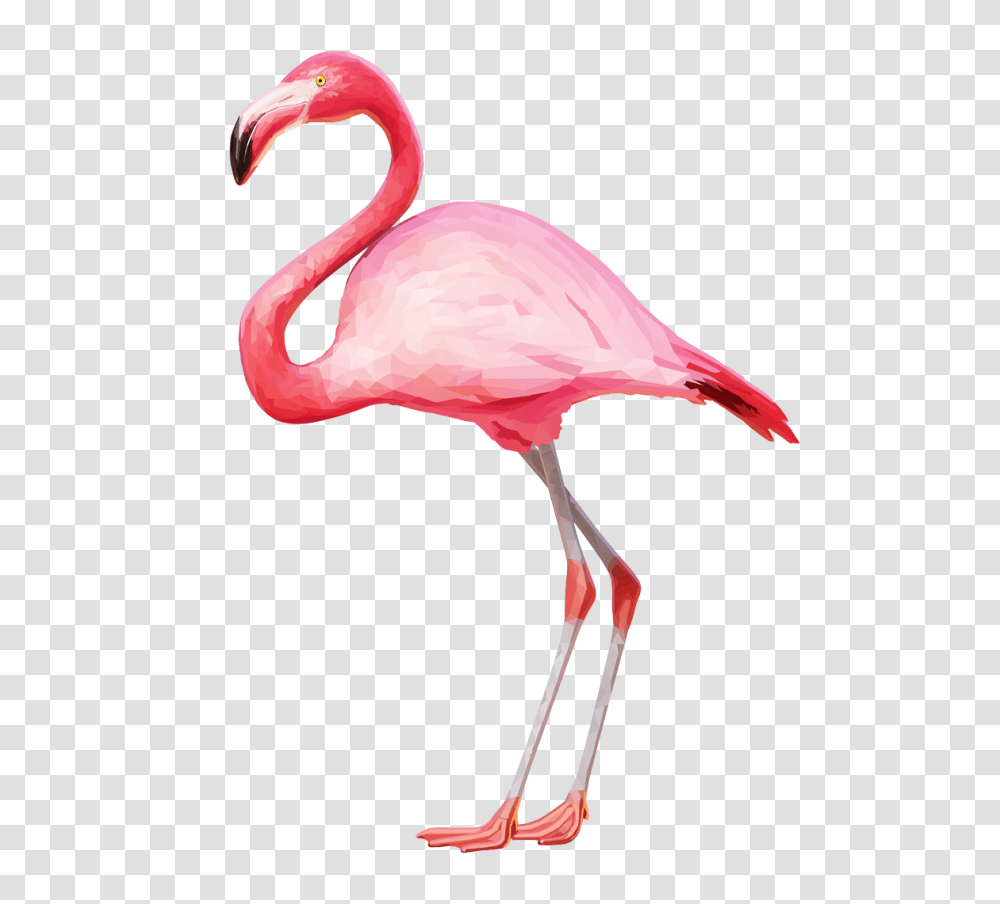 Flamingo, Animals, Bird, Beak Transparent Png