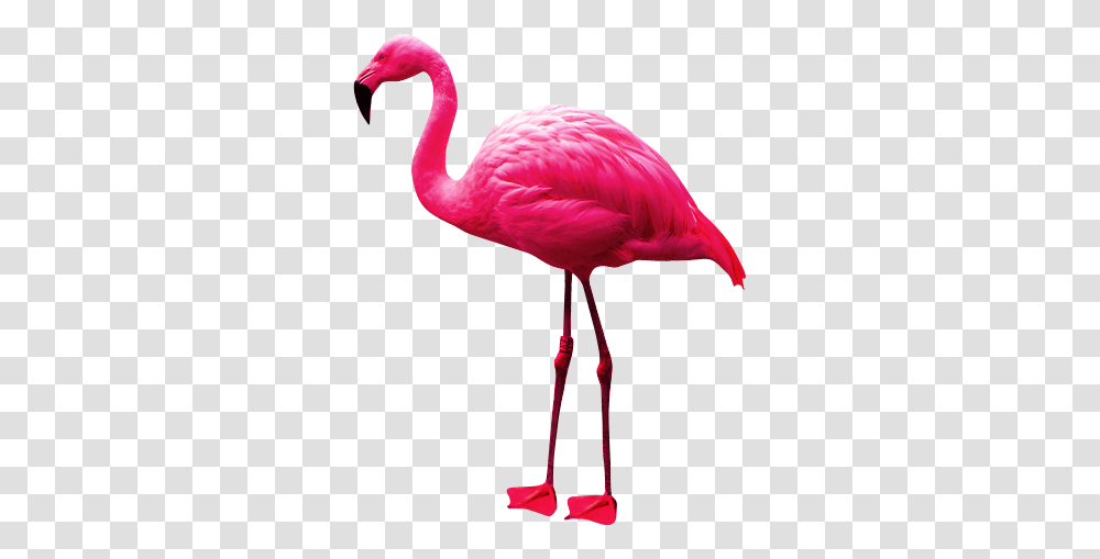 Flamingo, Animals, Bird, Beak Transparent Png