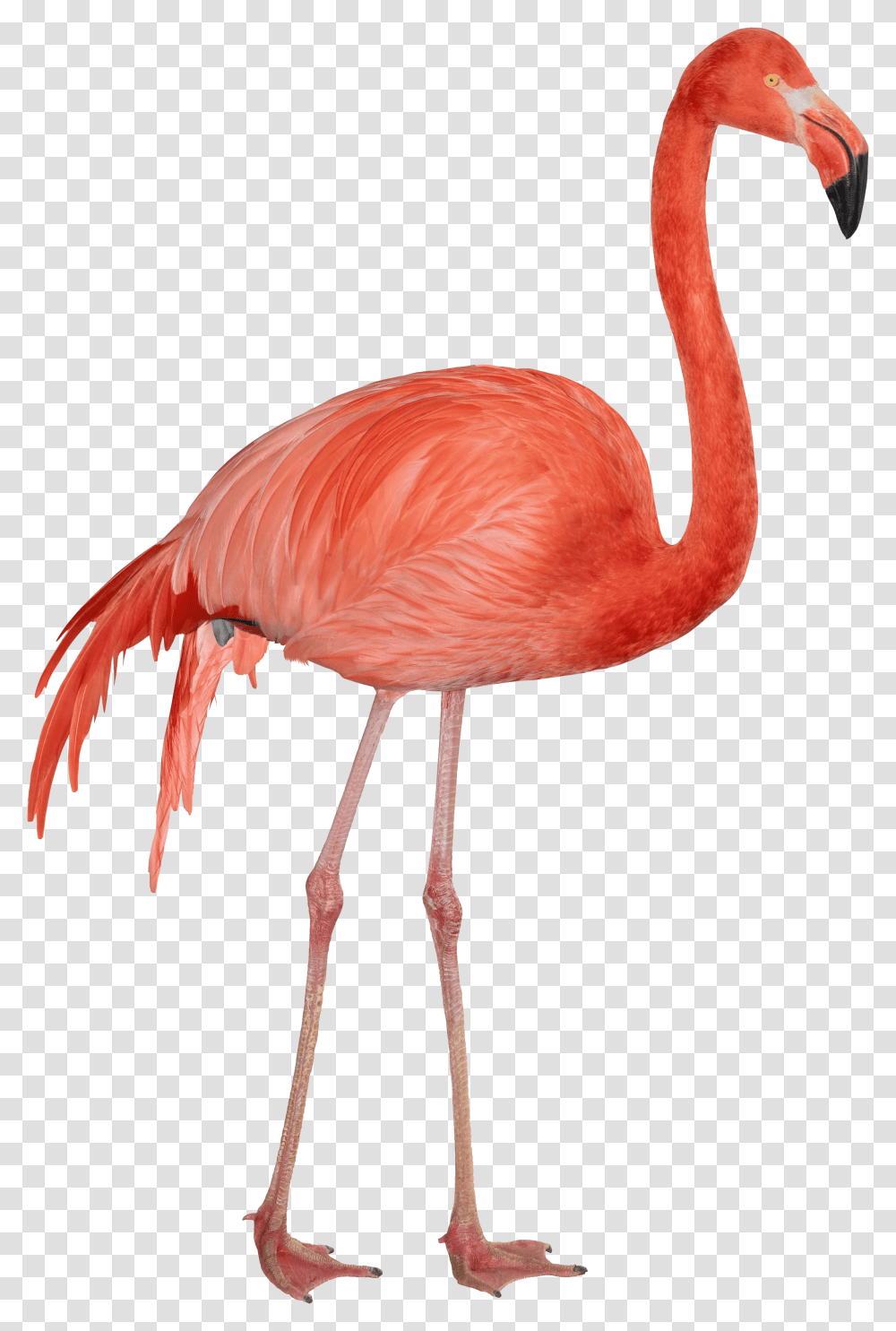 Flamingo, Animals, Bird, Beak Transparent Png