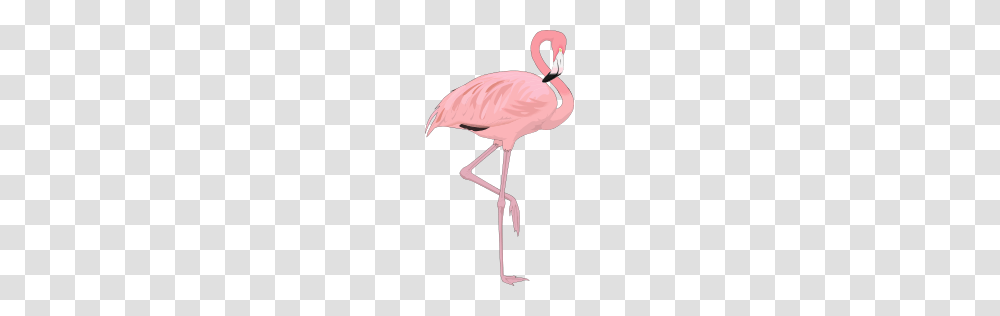 Flamingo, Animals, Bird, Beak Transparent Png