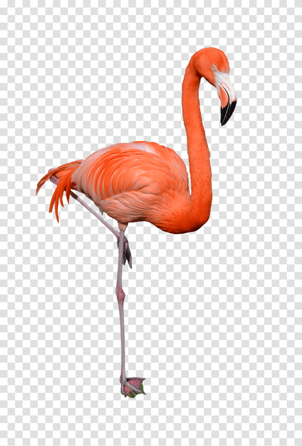 Flamingo, Animals, Bird, Beak Transparent Png