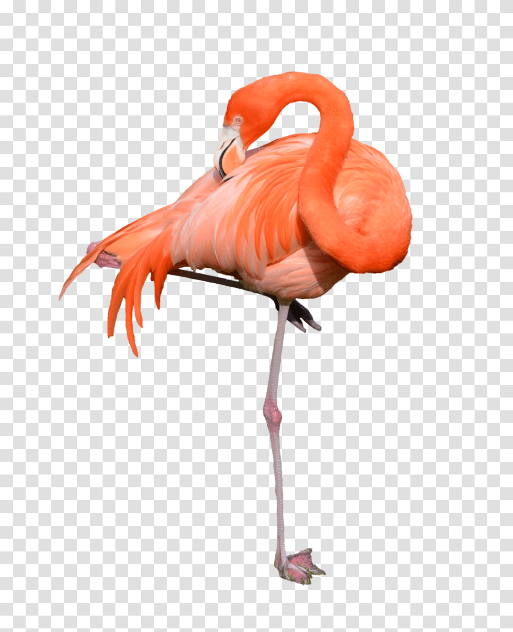 Flamingo, Animals, Bird, Beak Transparent Png