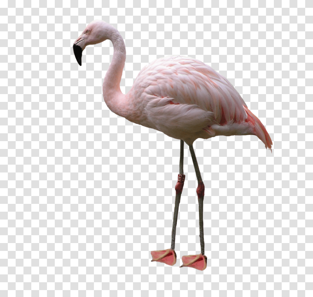 Flamingo, Animals, Bird, Beak Transparent Png