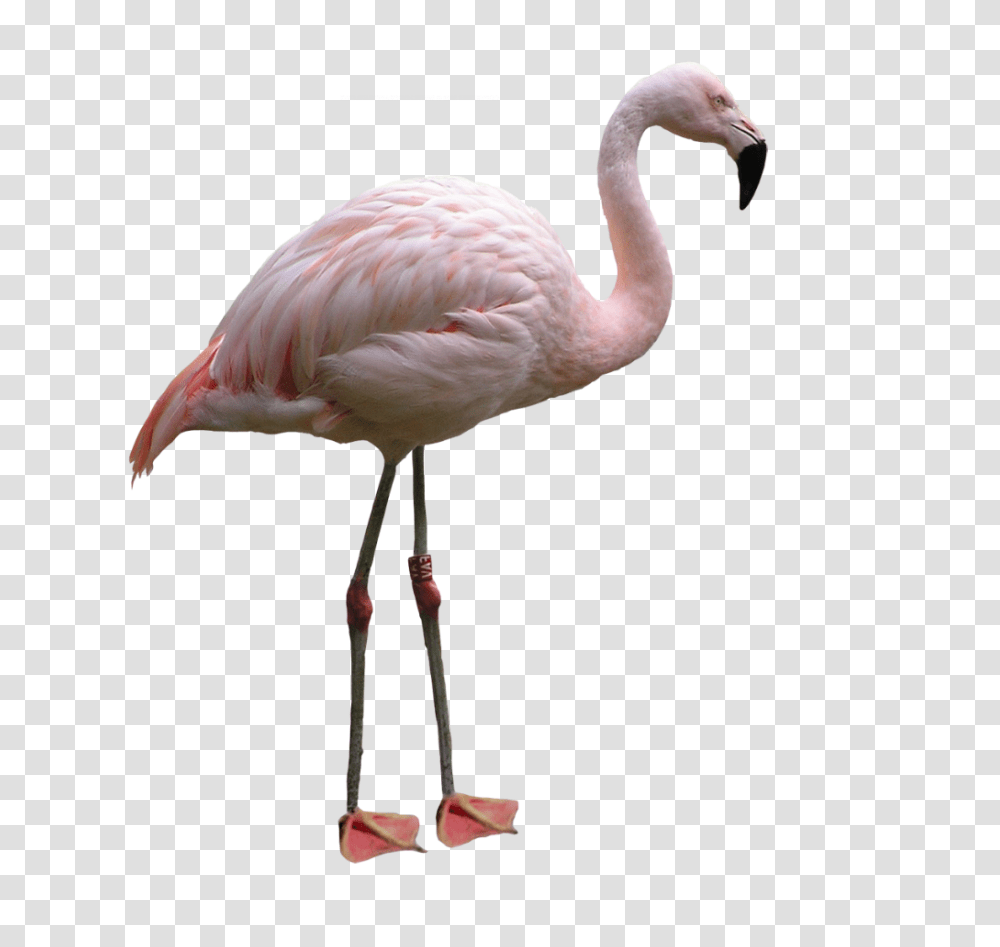 Flamingo, Animals, Bird, Beak Transparent Png