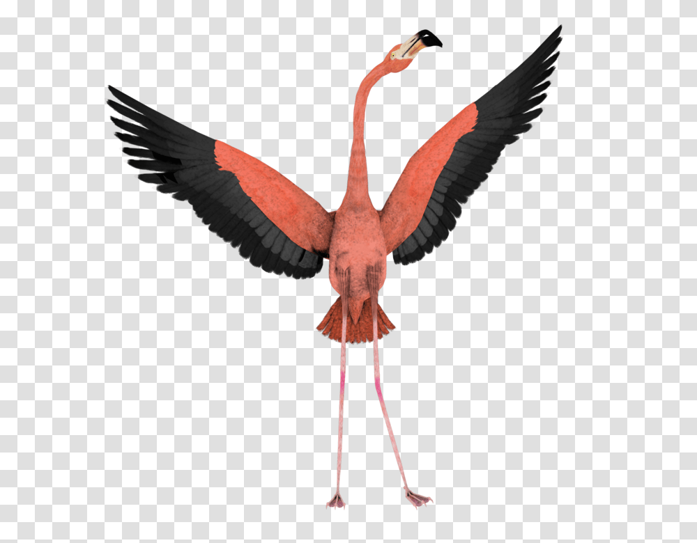 Flamingo, Animals, Bird, Flying, Crane Bird Transparent Png