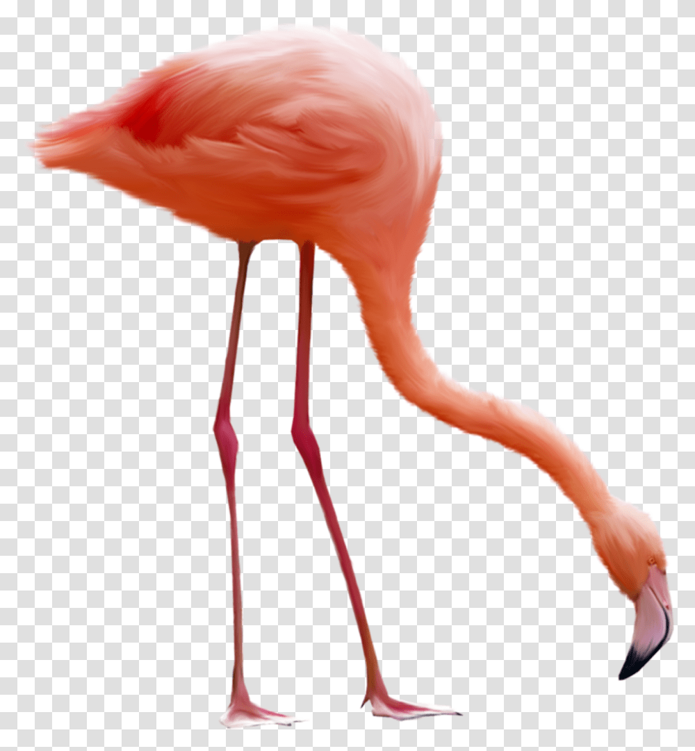Flamingo, Animals, Bird, Head, Neck Transparent Png
