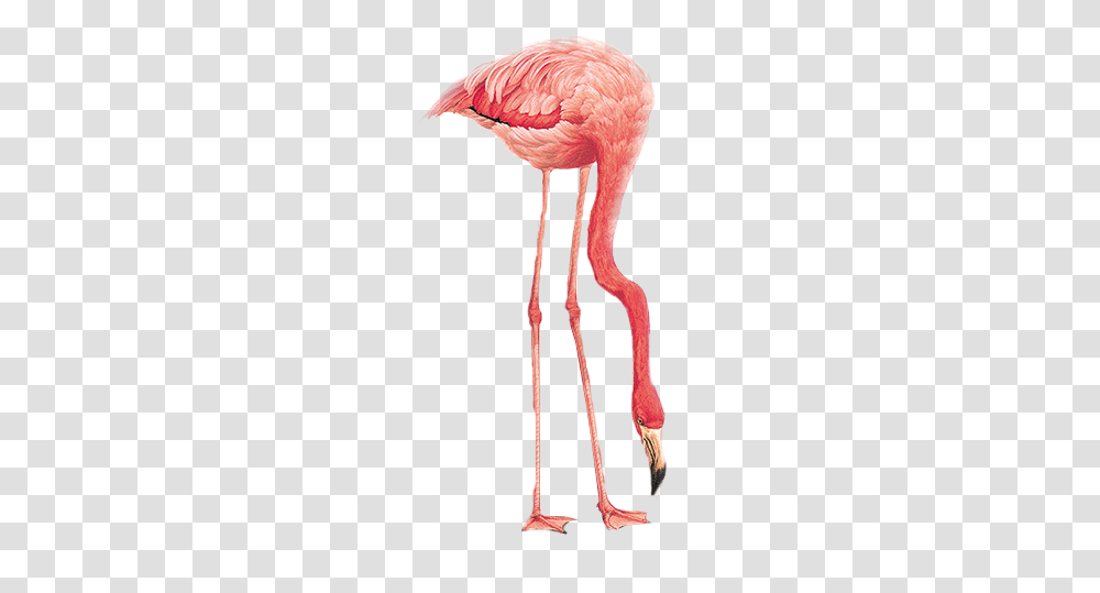 Flamingo, Animals, Bird, Person, Human Transparent Png