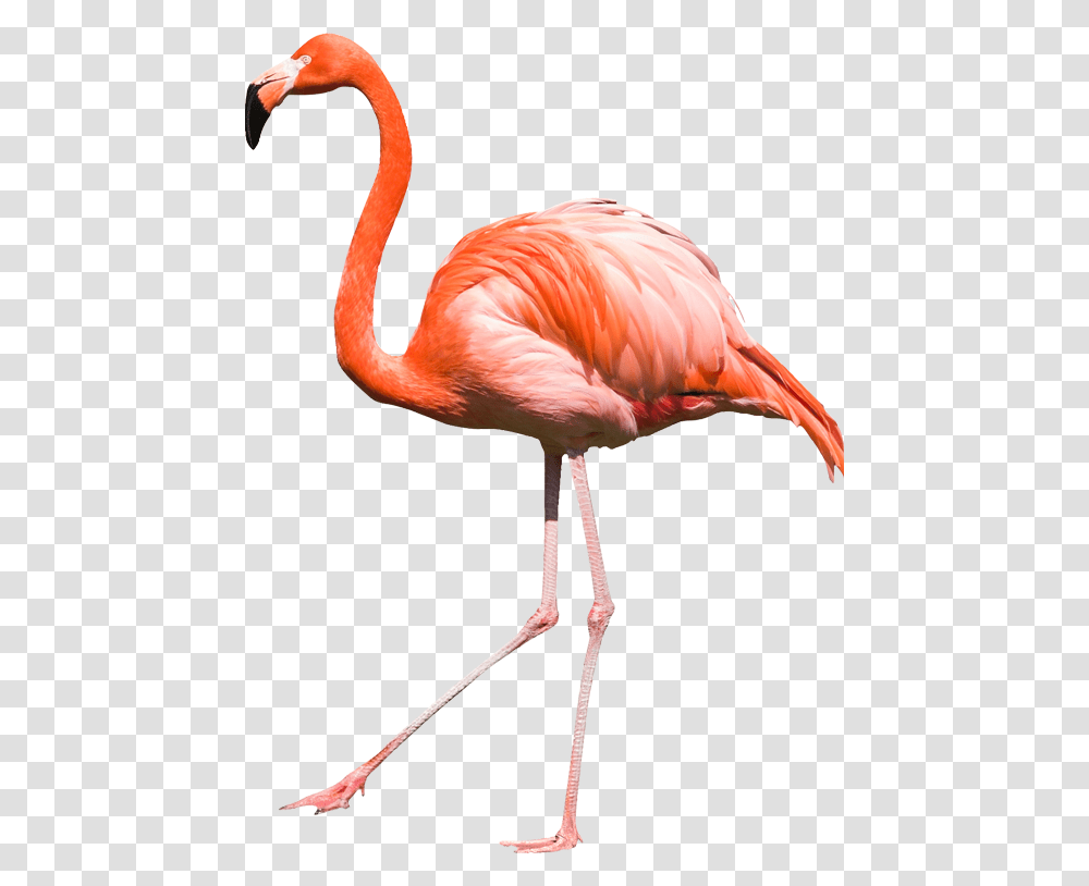 Flamingo, Animals, Bird, Staircase, Beak Transparent Png