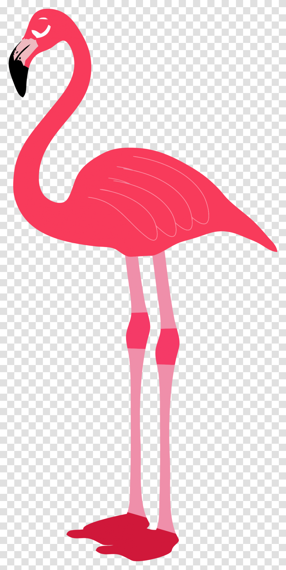 Flamingo, Animals, Bird Transparent Png