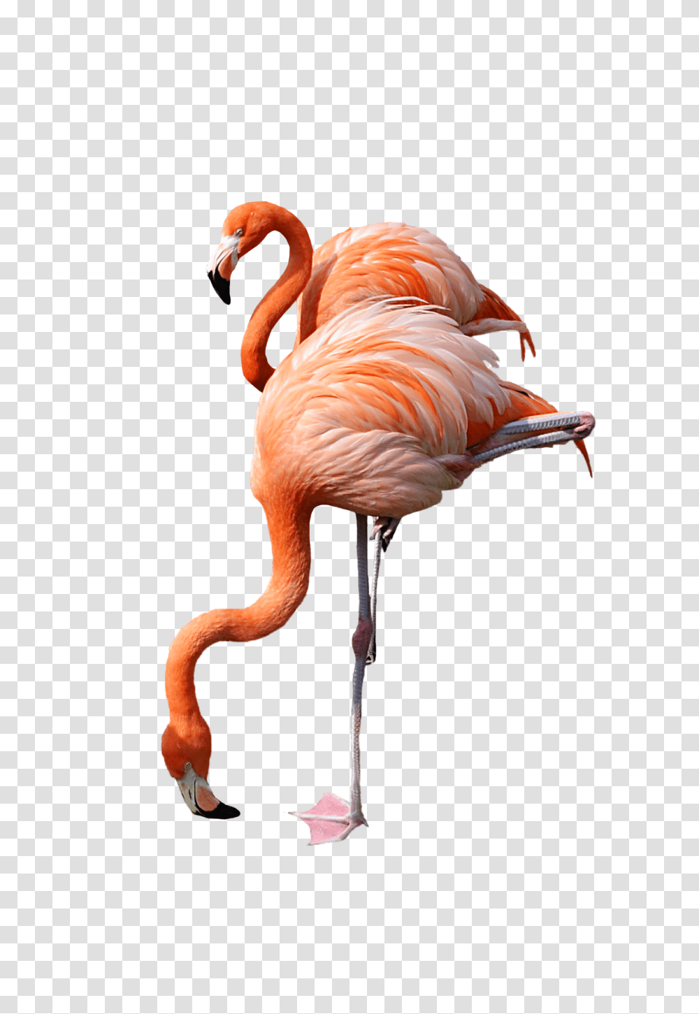 Flamingo, Animals, Bird Transparent Png