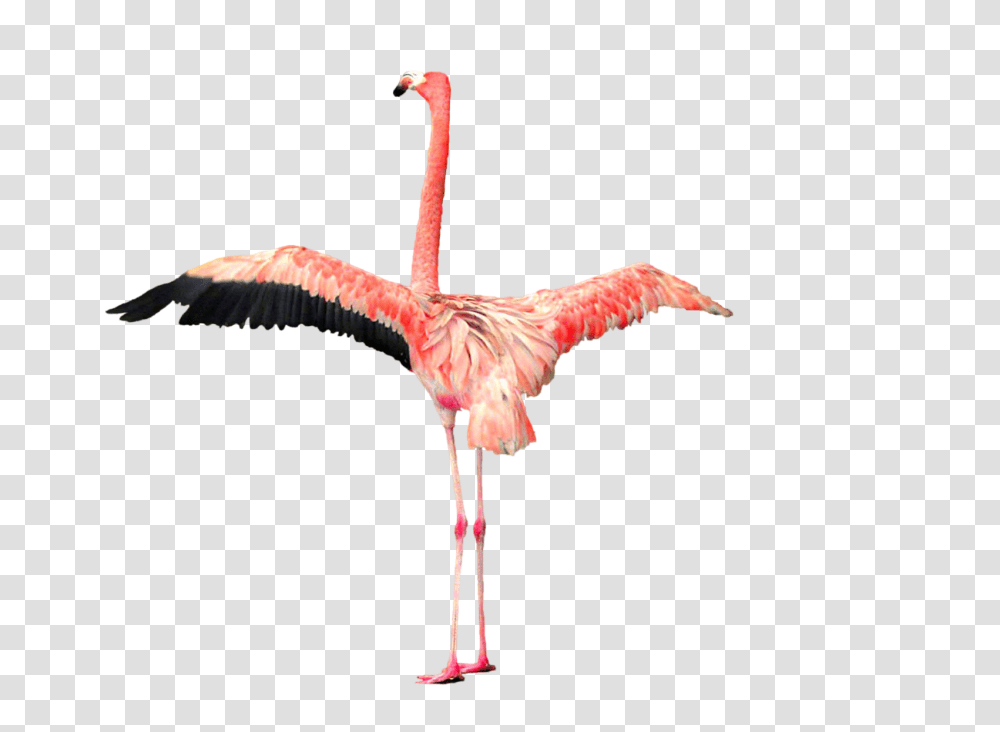 Flamingo, Animals, Bird Transparent Png