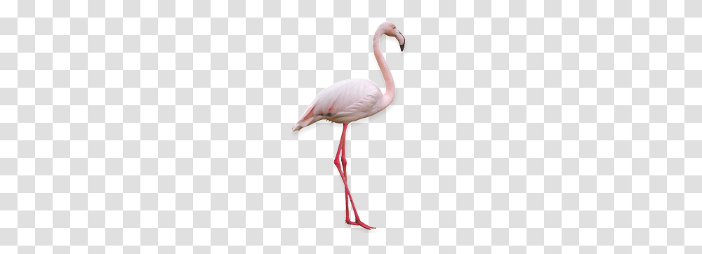 Flamingo, Animals, Staircase, Bird, Beak Transparent Png