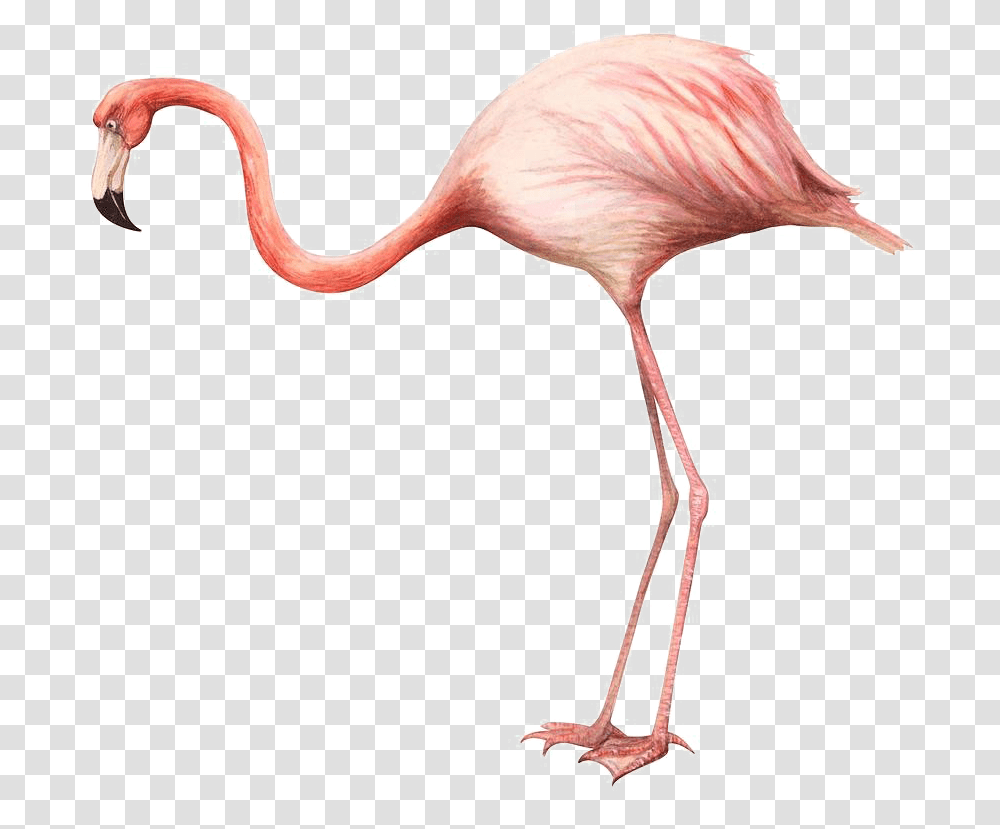 Flamingo Art Free Background Flamingo On A White Background, Animal, Bird Transparent Png