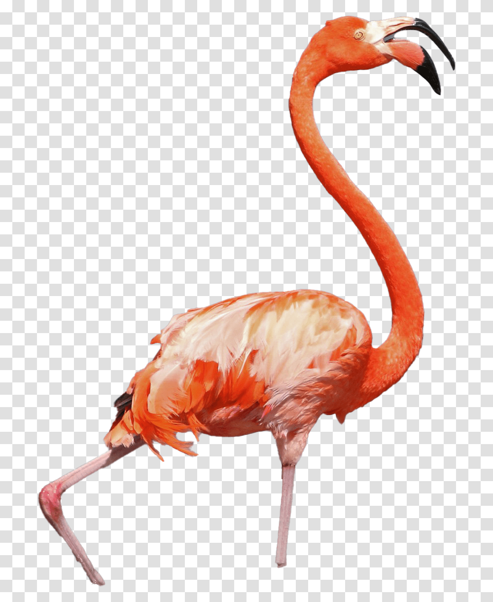 Flamingo Background Background Img, Bird, Animal, Beak Transparent Png