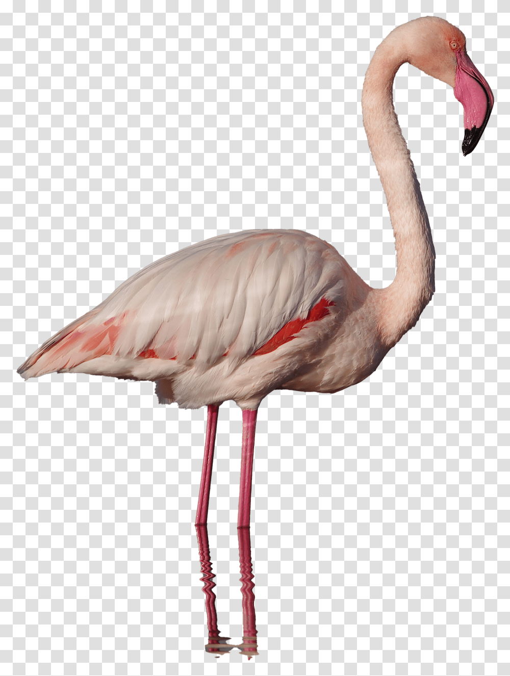 Flamingo Background Flamingo, Bird, Animal, Beak, Waterfowl Transparent Png