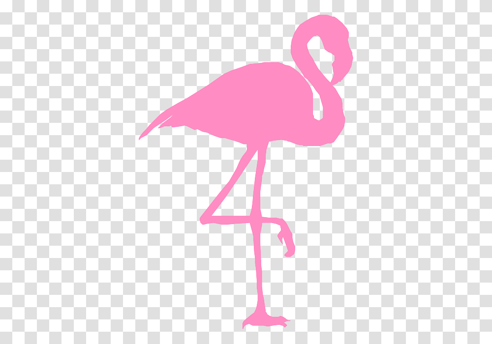 Flamingo, Bird, Animal, Beak Transparent Png