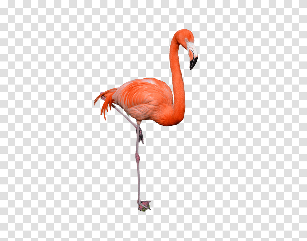 Flamingo, Bird, Animal, Beak Transparent Png