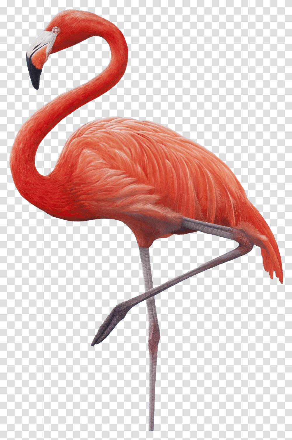 Flamingo, Bird, Animal, Beak Transparent Png