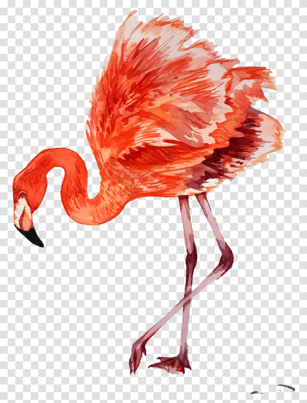 Flamingo, Bird, Animal, Beak Transparent Png