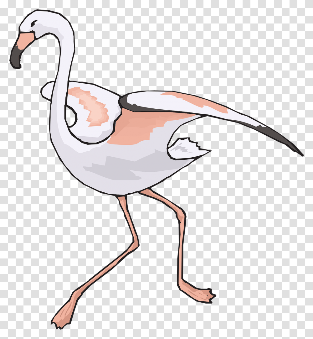Flamingo, Bird, Animal, Crane Bird Transparent Png