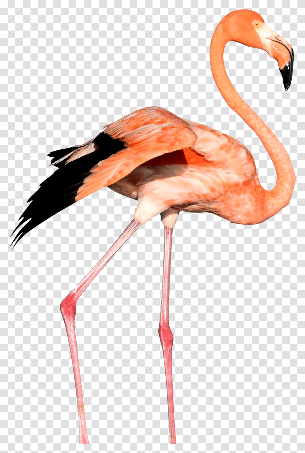 Flamingo, Bird, Animal Transparent Png