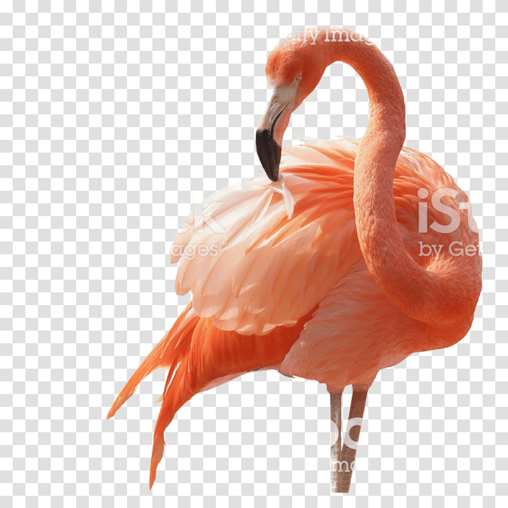 Flamingo, Bird, Animal Transparent Png