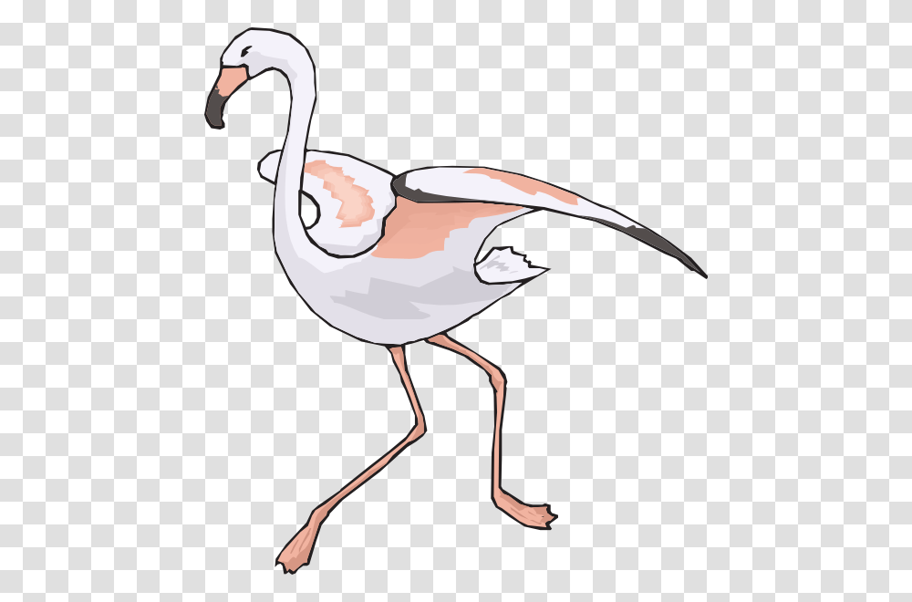 Flamingo, Bird, Animal Transparent Png