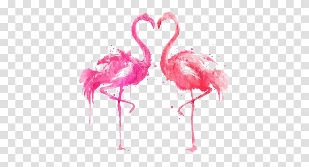 Flamingo, Bird, Animal Transparent Png