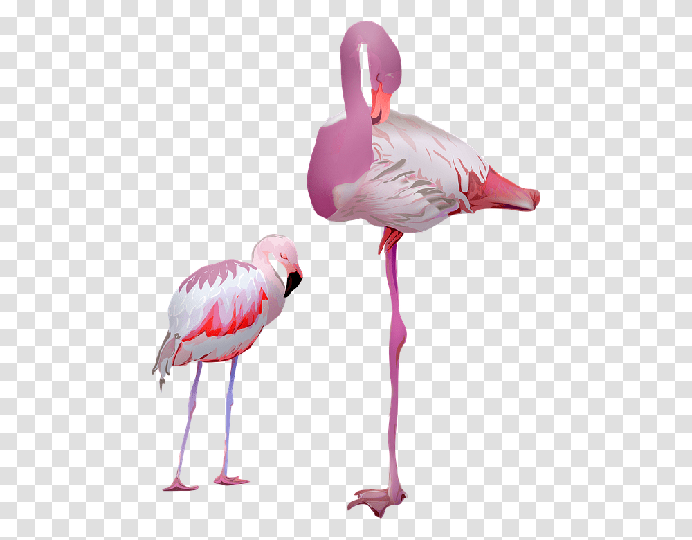 Flamingo Birds Pink Animal Pride Nature Plumage Transparent Png