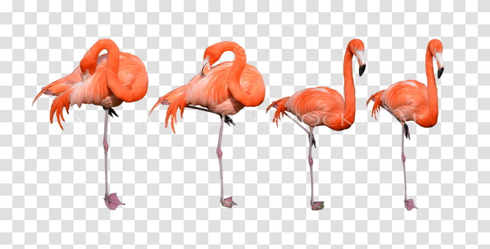 Flamingo Birds Stock Photo Collection 0320 Large Imagenes De Flamencos, Animal Transparent Png