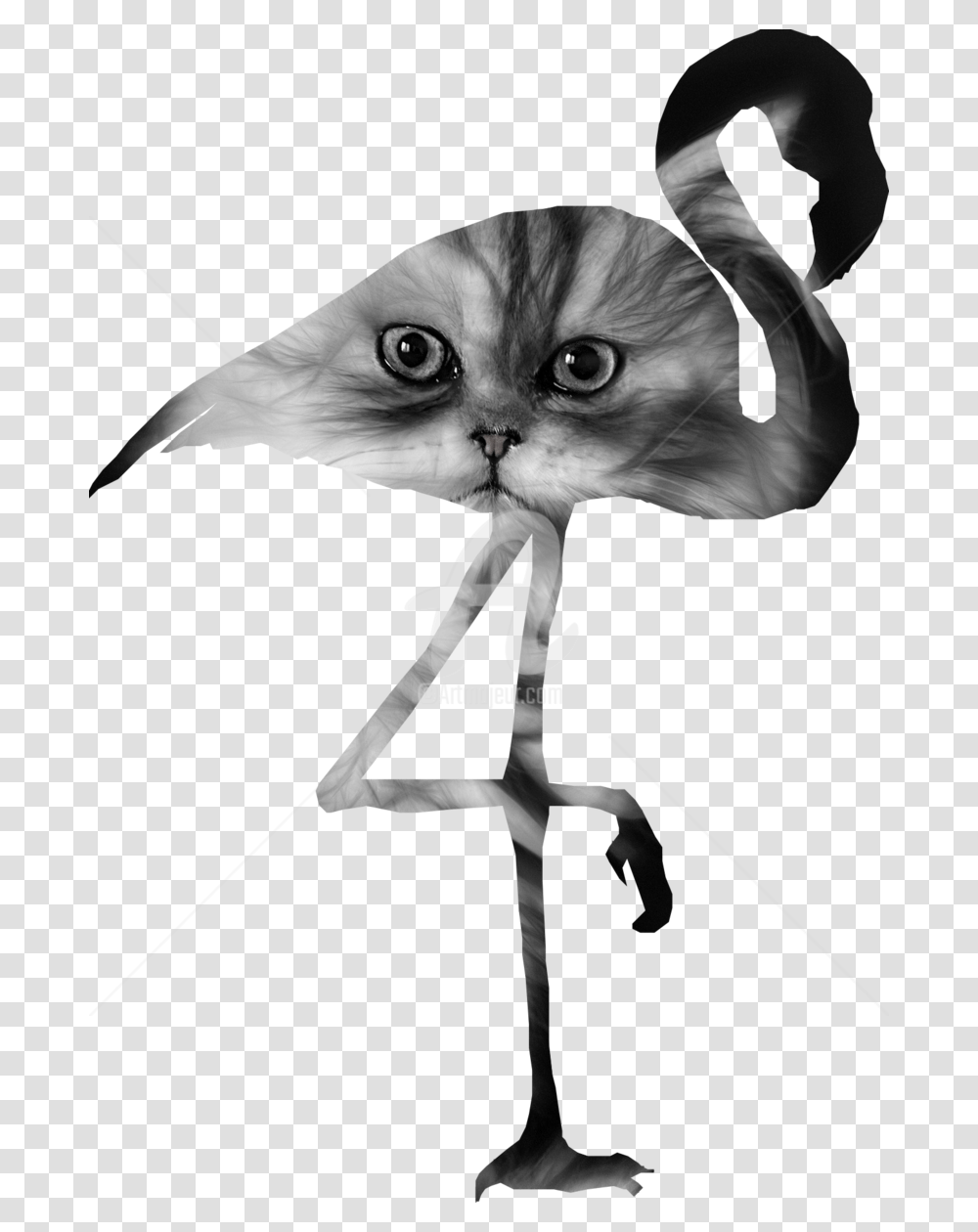 Flamingo Cat, Bird, Animal, Pet, Mammal Transparent Png